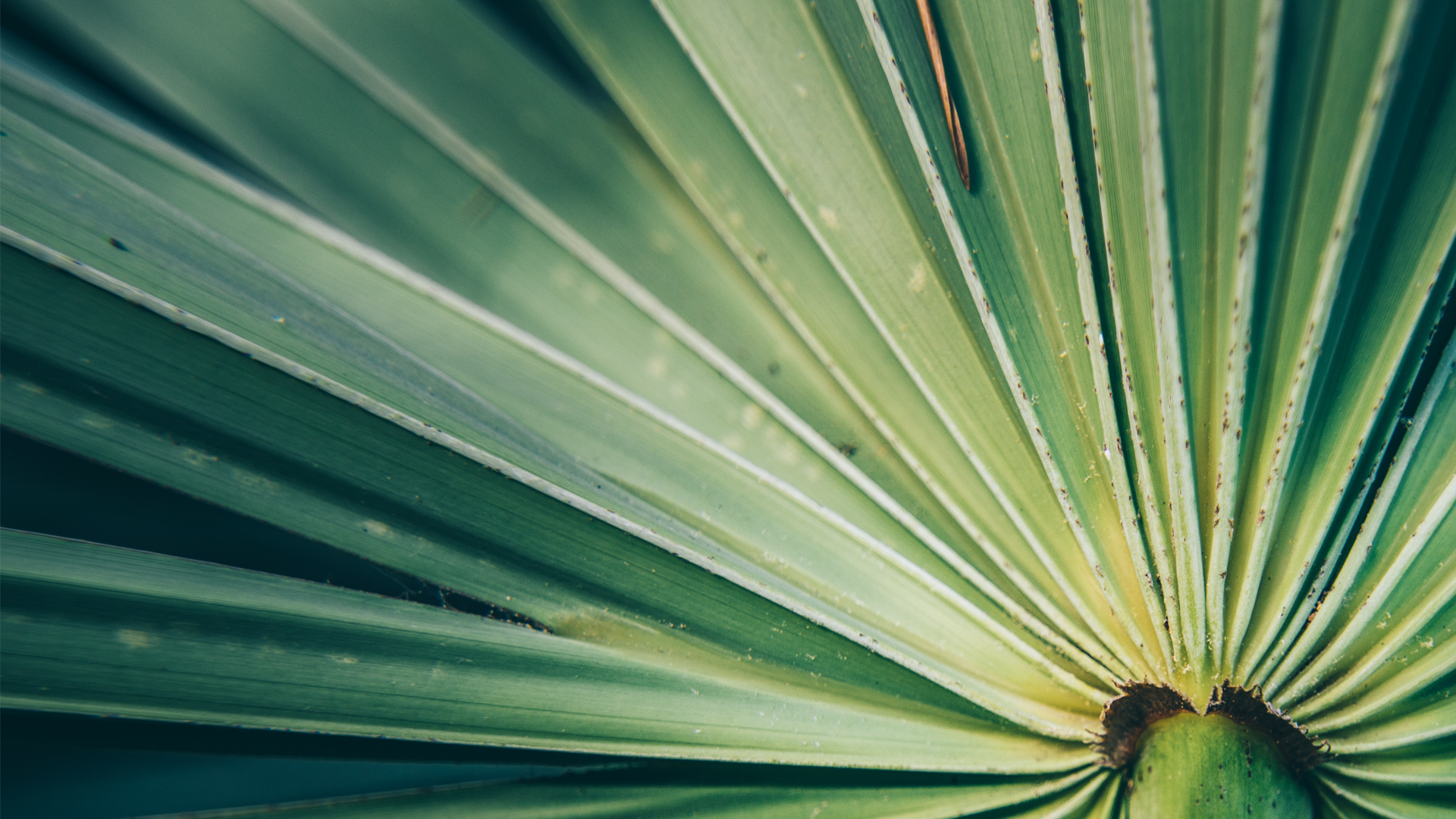 BSG Ingredients SAW PALMETTO Barber Surgeons Guild®